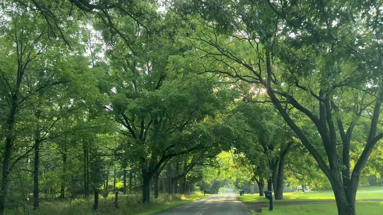 A two-lane Kalamazoo County road under a canopy of mature roadside trees, seen from the driver's seat.